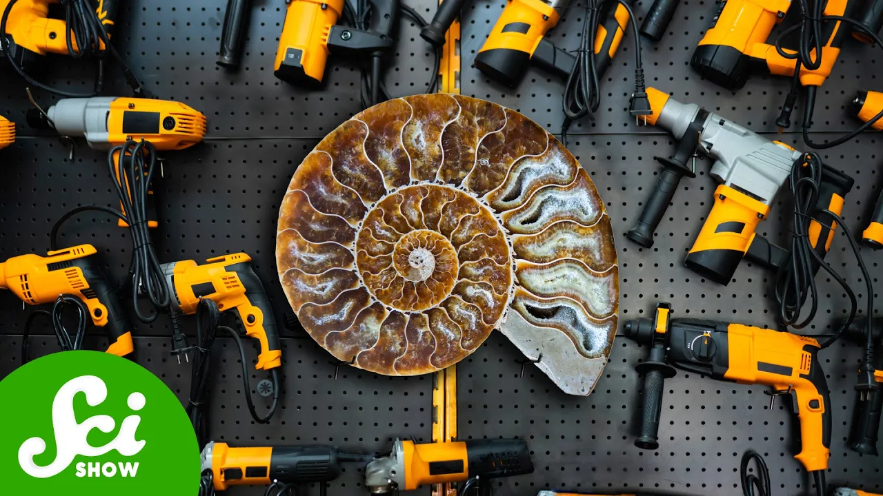 Thumbnail for You Can Buy Fossils At The Hardware Store?