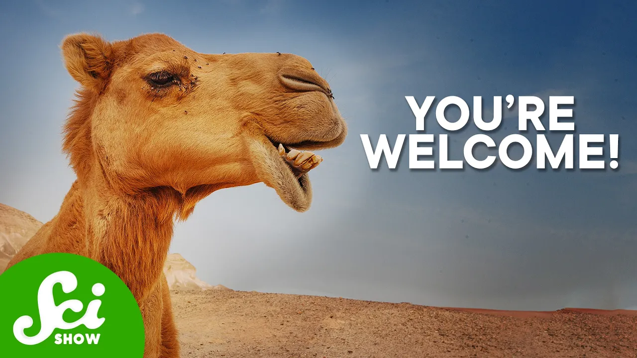 Thumbnail for Why We Need Camels To Treat Cancer